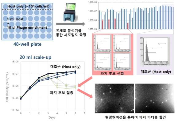 acI 파지의 분리 과정