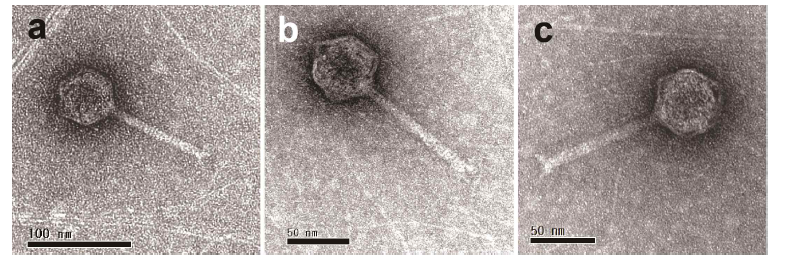 IMCC27063 세균에 감염하는 파지의 전자현미경사진 (a) P27063-N4 (b) P27063-N6 (c) P27063-F7