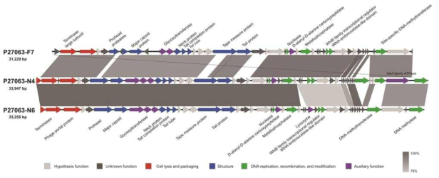P27063-N4, P27063-N6, P27063-F7 파지의 유전자 지도