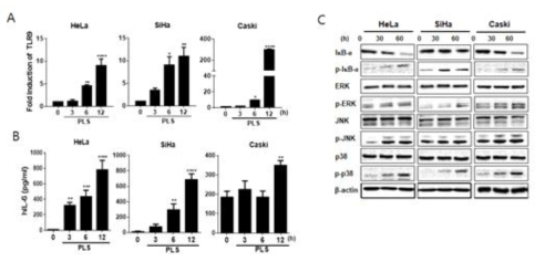 바이오 플라즈마에 의한 TLR9, IL-6 cytokine 증가 및 생성신호규명 (A) 바이오 플라즈마 처리에 의한 TLR9의 발현 (B) 바이오 플라즈마 처리에 의한 IL-6 생성량 변화 (C) NF-kb 및 MAPK protein western blotting