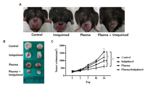 자궁경부암 정위 동종 동물모델에서 바이오 플라즈마 및 imiquimod와의 병합처리에 의한 항종양 효과 검증. (A) vaginal tumor model에서 바이오 플라즈마의 항종양 효과 (B-C) 1~14일간 형성된 tumor의 크기 및 volume