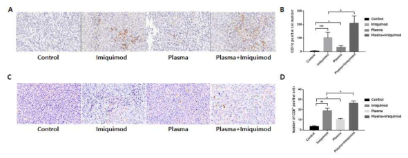 바이오 플라즈마에 의한 잔류 종양내 항종양 효과의 면역활성 상태 및 면역 세포 분포상태 검증 (A-B) 잔류 종양내 수지상세포 염색 사진 및 CD11c positive cell 정량 그래프 (C-D) 잔류 종양 내 CD8 T cell 염색사진 및 CD8+ positive cell 정량 그래프
