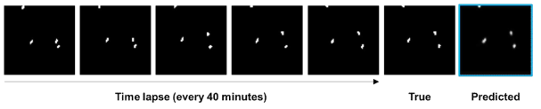 매 40분 간격의 time lapse이미지 5개를 series로 묶어 학습을 한 후 위와 같이 input으로 넣었을 때 결과 예시