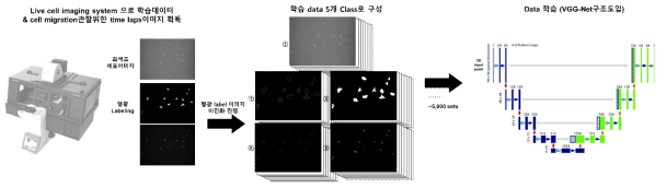 Cell auto segmentation 알고리즘 개발 workflow