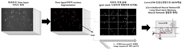 Cell migration prediction 알고리즘 개발 workflow