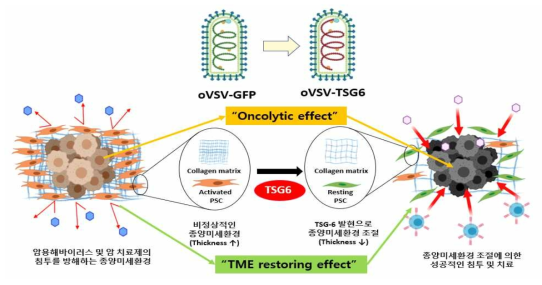 종양미세환경 조절 능력이 있는 TSG6 유전자가 재조합된 VSV 바이러스의 제작