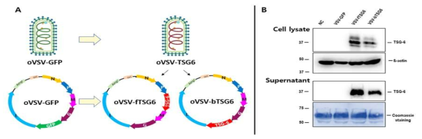 VSV-TSG6 바이러스의 유전자 지도 및 VSV-TSG6 감염 후 TSG6 발현 검증