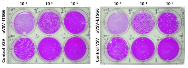 Plaque assay를 이용한 VSV-TSG6 바이러스의 역가분석