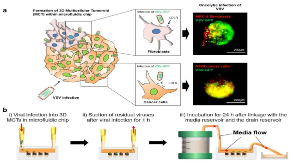microfluidic chip 내 다세포 3D spheroid 모델 구축