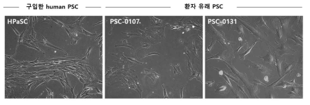 Human PSC의 morphology 비교