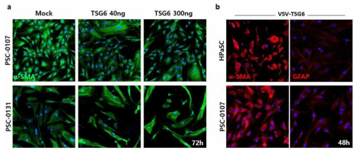 각종 PSC에서 TSG6에 의한 α-SMA, GFAP 발현패턴 변화 비교