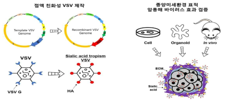 점액 친화성 VSV 제작 및 검증을 위한 연구 가설