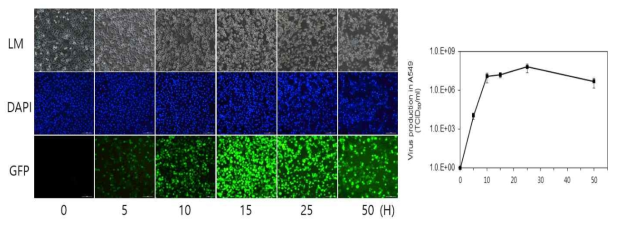 VSV-GFP의 GFP 발현 패턴 및 single growth curve 확인