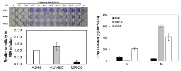 VSV-GFP에 대한 세포별 민감도 분석 및 인터페론 베타 발현량 비교