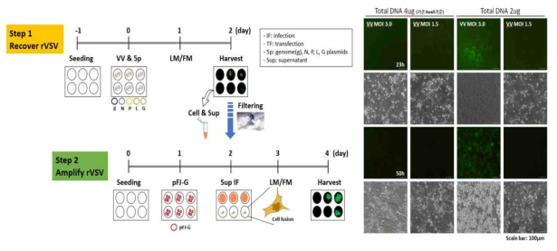 rVSV-GFP 생산 시스템 및 다양한 조건에서 형광 단백질 발현 양상