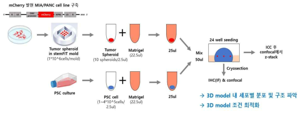 microFIT mold를 이용한 다세포 3D 암 오가노이드 모델 디자인