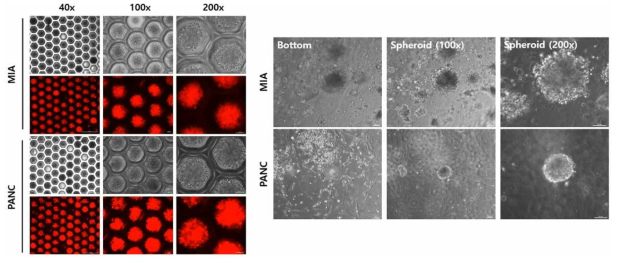 mCherry 발현 췌장암세포 spheroid 및 다세포 3D 암 오가노이드 구조 관찰