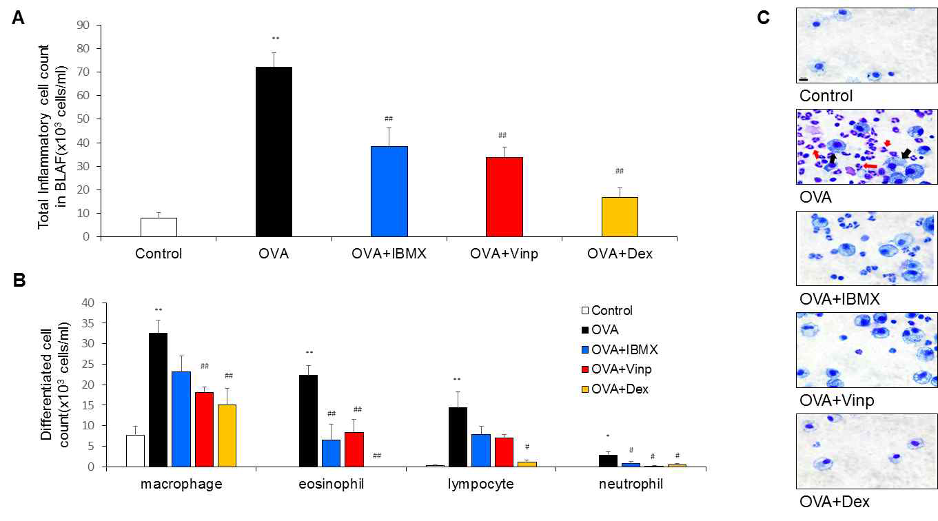 IBMX and Vinpocetine downregulated the infiltration of inflammatory cells to Bronchoalveolar lavage fluid (BALF)