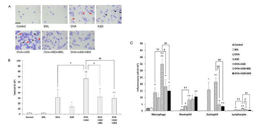 The effects of PDE inhibitor on the infiltration of inflammatory cells to bronchoalveolar lavage fluid (BALF) in OVA-induced lung inflammation co-exposed with ASD
