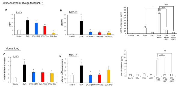 The effects of IBMX and Vinpocetine on allergic inflammatory mediators production in BALF and lungs