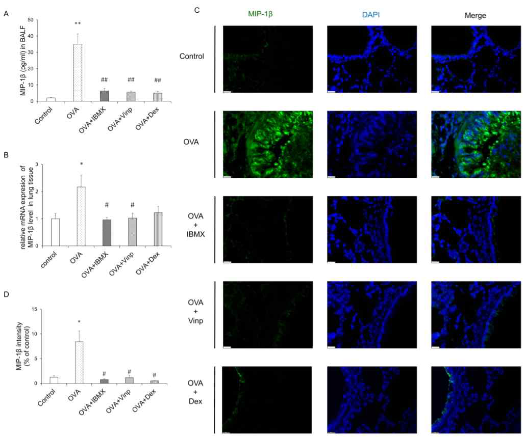 Effects of IBMX and Vinp on MIP-1β expression and release in eosinophilic lung inflammation