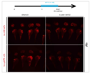 Tg(insulin:gal4vp16;5uas:epNTR-p2a-mcherry) 및 Tg(insulin:nfsB-mcherry) 동물모델의 췌장 베타세포 사멸 비교 분석