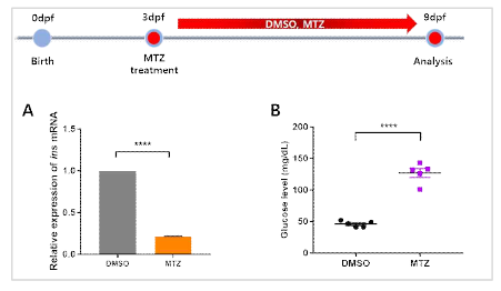 epNTR 당뇨모델의 ins mRNA 발현량 및 혈당량 분석