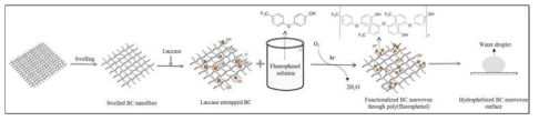 Schematic illustration of functionalization BC bio leather through laccase-mediated polymerization of fluorophenol