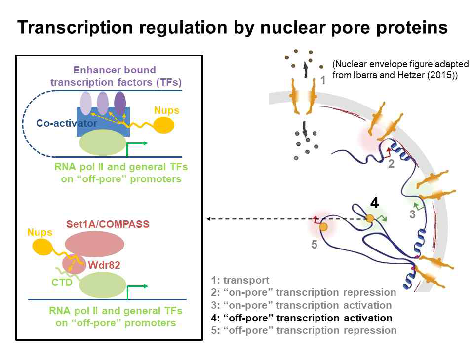 Nuclear pore protein에 의한 전사과정 조절. 본 연구에서는 “off-pore” activation에 초점을 맞춤