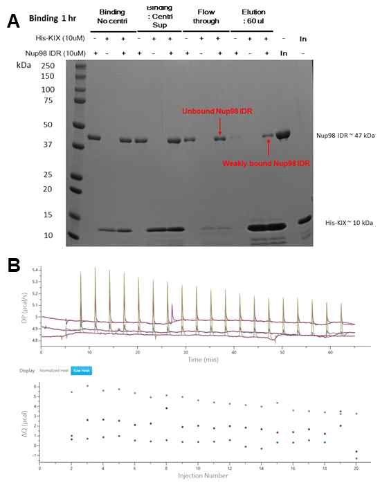 Nup IDR-CBP KIX domain 상호작용 분석을 위한 pull down assay (A)와 isothermal titration calorimetry (B). 상호작용 신호가 관찰되지 않음