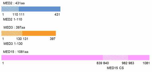 Med2, Med3, and Med15의 domain organazation. 상호작용 할 것으로 추측되는 부분을 흰색 빗금으로 표시함