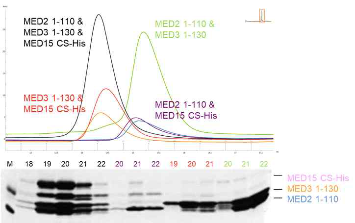 of Med2-3-15 triad complex의 In vitro reconstitution (urea denaturation/renaturation cycle을 이용)