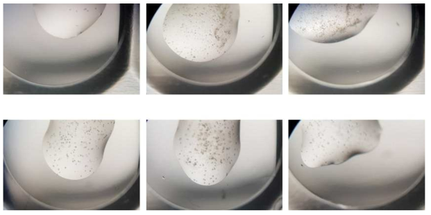 Initial screening of the Med2-3-15 triad complex crystals. Phase separated droplets were observed in the conditions containing either ammonium sulfate or PEGs