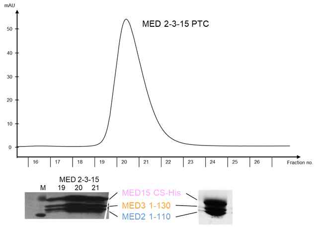 Co-expression을 이용한 Med2-3-15 triad complex의 In vitro reconstitution