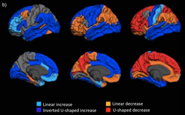청소년기 두뇌 일부 영역의 피질 두께, 표면적, 부피 변화
