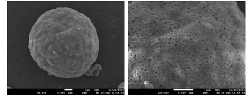 Field emission scanned electron micro image of sodium carbonate microcapsules coated with Kollicoat Smartseal 30D (X8,000 and 20,000)