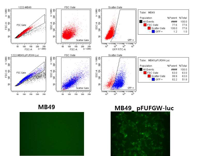 쥐 방광암 세포에 Luciferase 삽입 후 FACS 방법을 이용한 분리