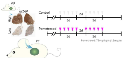 방광암 PDX 모델에서 Pemetrexed 복강내 주사 용량 및 치료 스케쥴