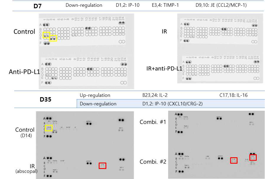 Cytokine array를 통한 발현 비교