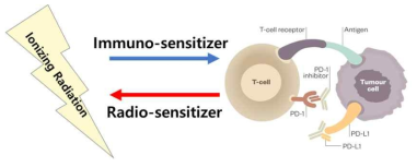 방사선치료와 면역치료의 상호보완