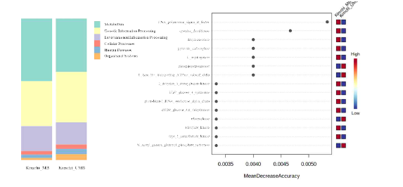 Kimchi_MB와 UMB의 KEGG기반 level 1수준의 기능성 전 사체들(왼쪽)과 Random forest 분석에 의한 MB와 UMB에서 차별성 있는 전사된 유전자 15종(오른쪽)
