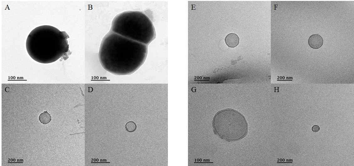 UMB의 TEM 사진. 이분법으로 분열하는 모습이 보이고 있으며(B), 전 체적으로 구형의 모습(Cocci)을 띄고 있음. Outer membrane가 inner membrane 사이에 periplasmic space가 관찰됨. A, B, C, D = 김치에서 분리 한 UMB; E, F, G, H = 쏸차이에서 분리한 UMB