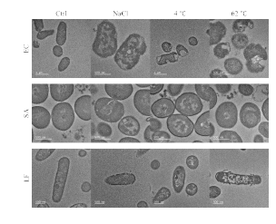 온도 및 염도 조건에 따른 배양에 의한 E.coli (EC), S.aureus (SA), L.fermentum (LF) 의 section 이후 TEM 사진