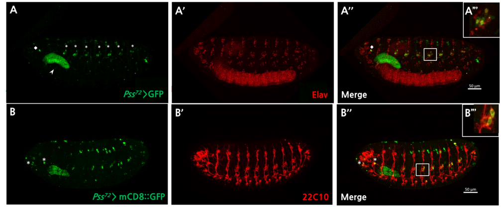후기 배아 발생 단계에서 Pss72 GAL4 line을 이용한 Pss 유전자의 신경세포에서의 발현 양상. (A) 신경세포 (B) 말초신경세포