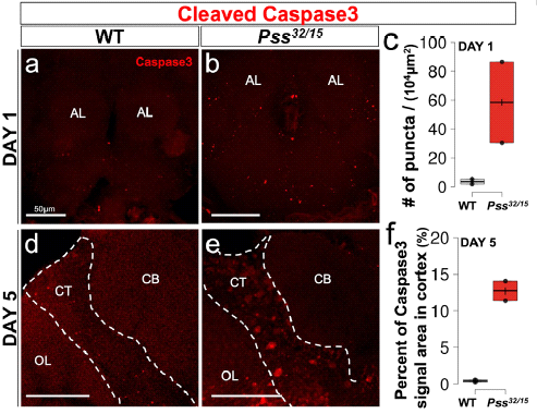 Cleaved Caspase3를 이용하여 초파리 뇌 에서 관찰한 necrosis