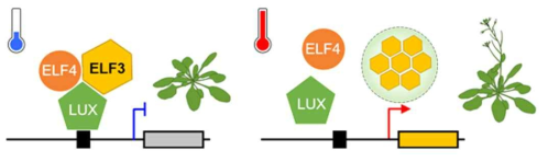 ELF3가 포함된 evening complex(EC)는 저온에서 안정적으로 전사억제기능을 수행하지만, 고온에서는 ELF3 단백질 내 프리온 도메인의 구조변화에 의해서 ELF3가 상분리되는 격리 작용이 발생하여 EC의 형성이 억제됨