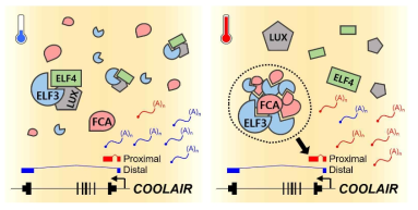 저온에 비해 고온에서는 강화된 ELF3-FCA 상호작용에 의해 두 단백질의 상분리가 심화되고, 이는 표적 mRNA 분자의 alternative splicing (AS) 패턴을 바꾸게 된다