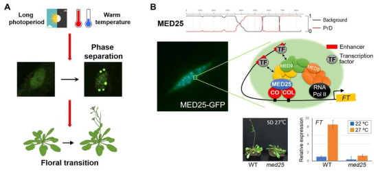Mediator 구성요소 중 PrD 구조를 지니는 MED25 단백질은 FT promoter에서의 CO, COLs 같은 전사인자와 mediator 복합체, 그리고 RNA 중합효소의 상분리를 초래하여, 장일/고온의 조건에서 FT 유전자의 전사 활성을 촉진한다. 이러한 핵상응집체 형성은 크로마틴의 3차원 구조의 변화도 초래하여 enhancer에 의한 FT 유전자 활성화에 기여할 것이다