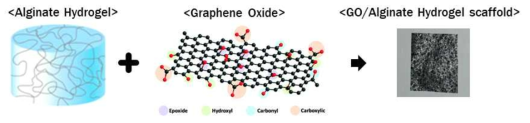 산화그래핀-알긴산 복합지지체(GO/Alginate hydrogel scaffold) 제작