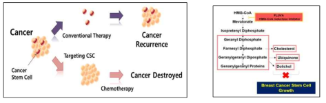 유방암 조직의 세포 이질성 및 암 줄기세포(A) 및 플루바스타틴의 유방암 줄기세포 사멸 기작(B)